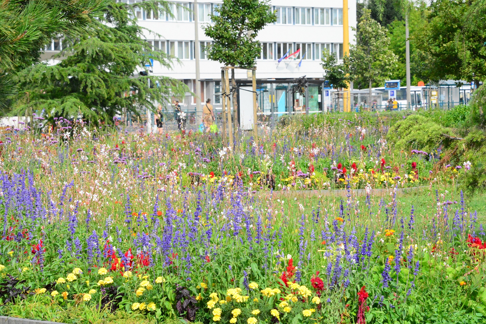 Virágba borult a Petőfi park - nézze meg képeken az ágyásokat